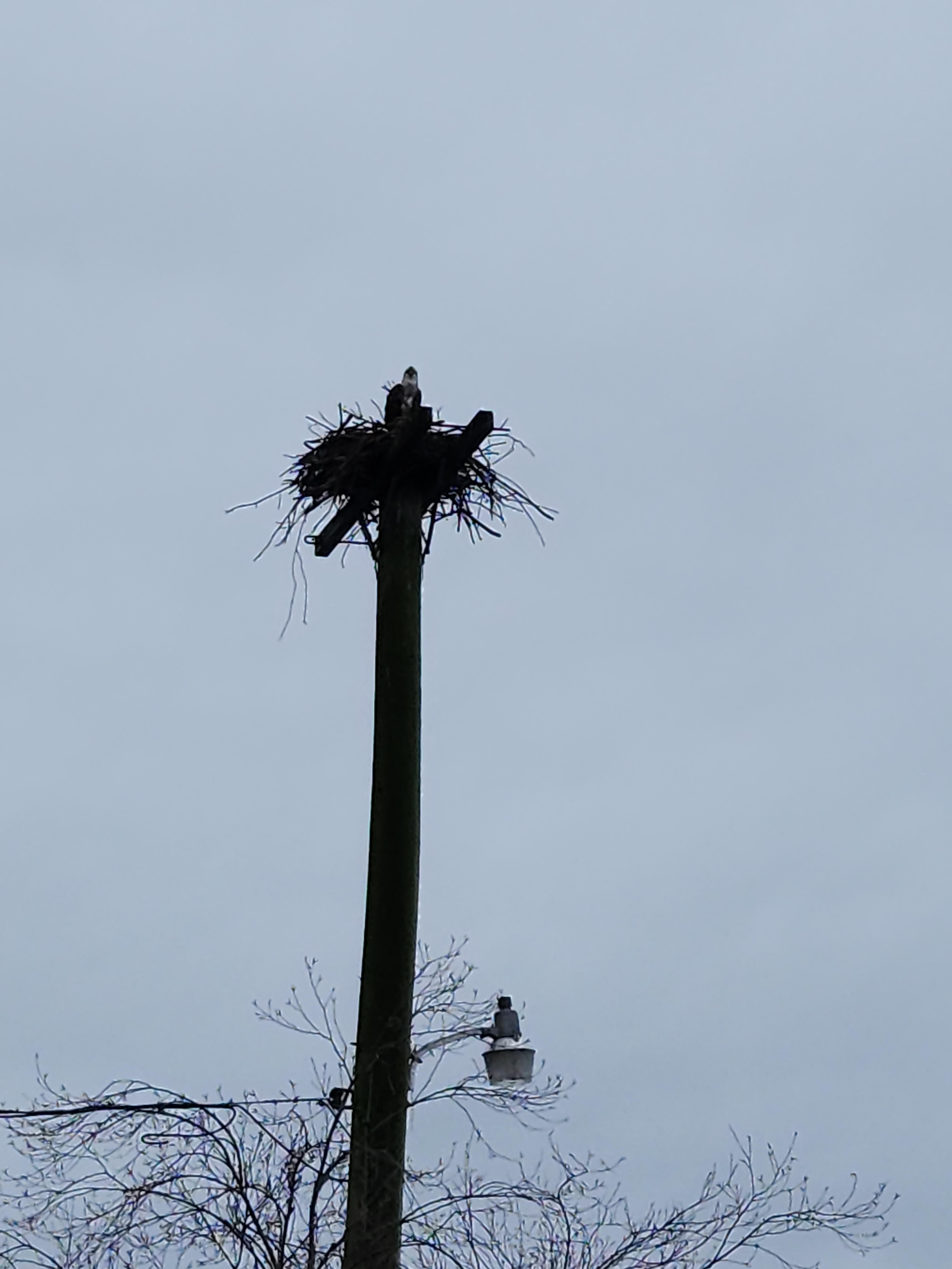 Osprey building her nest in early spring