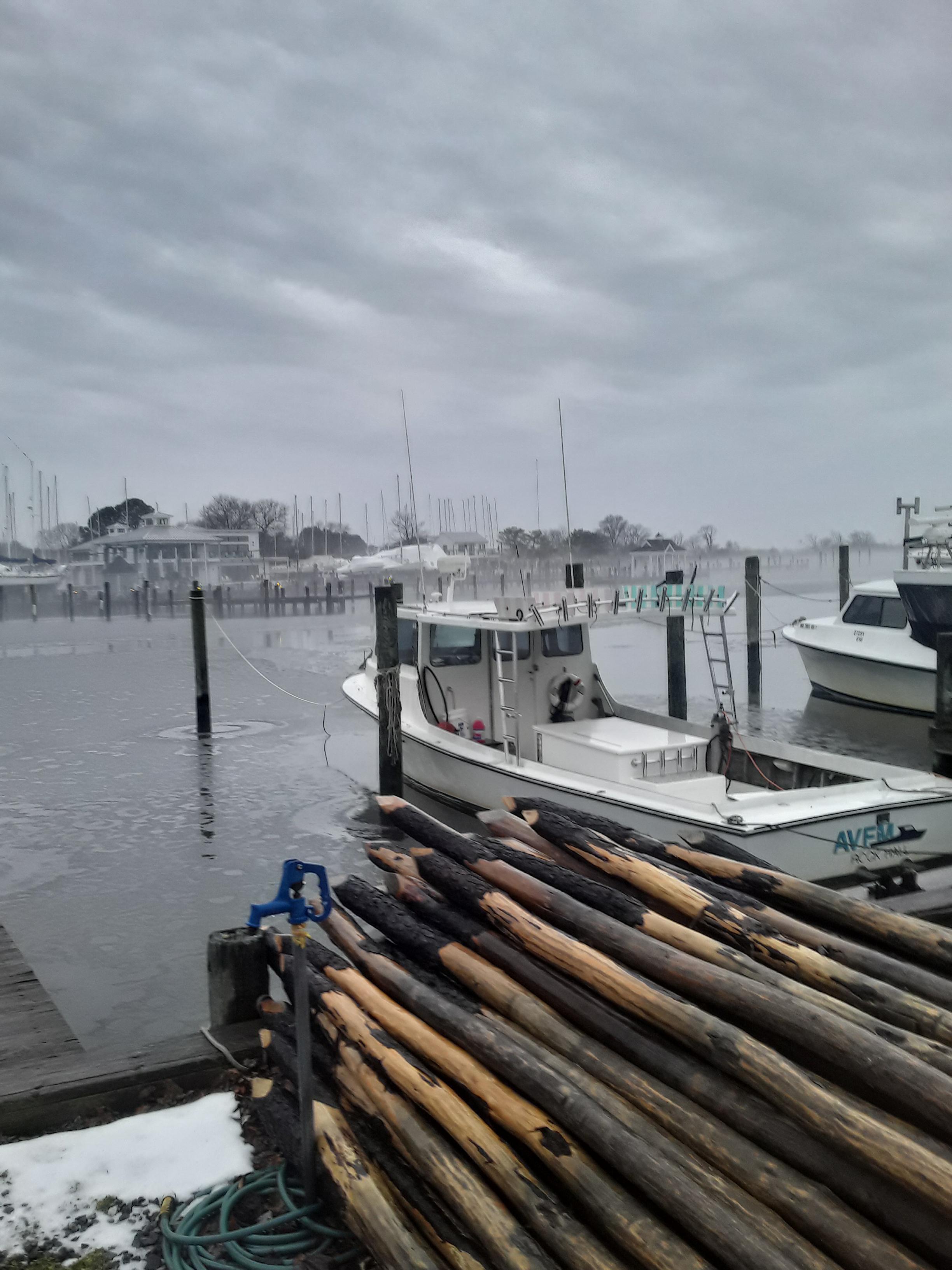 Pine poles for pound nets ready at Rock Hall Harbor