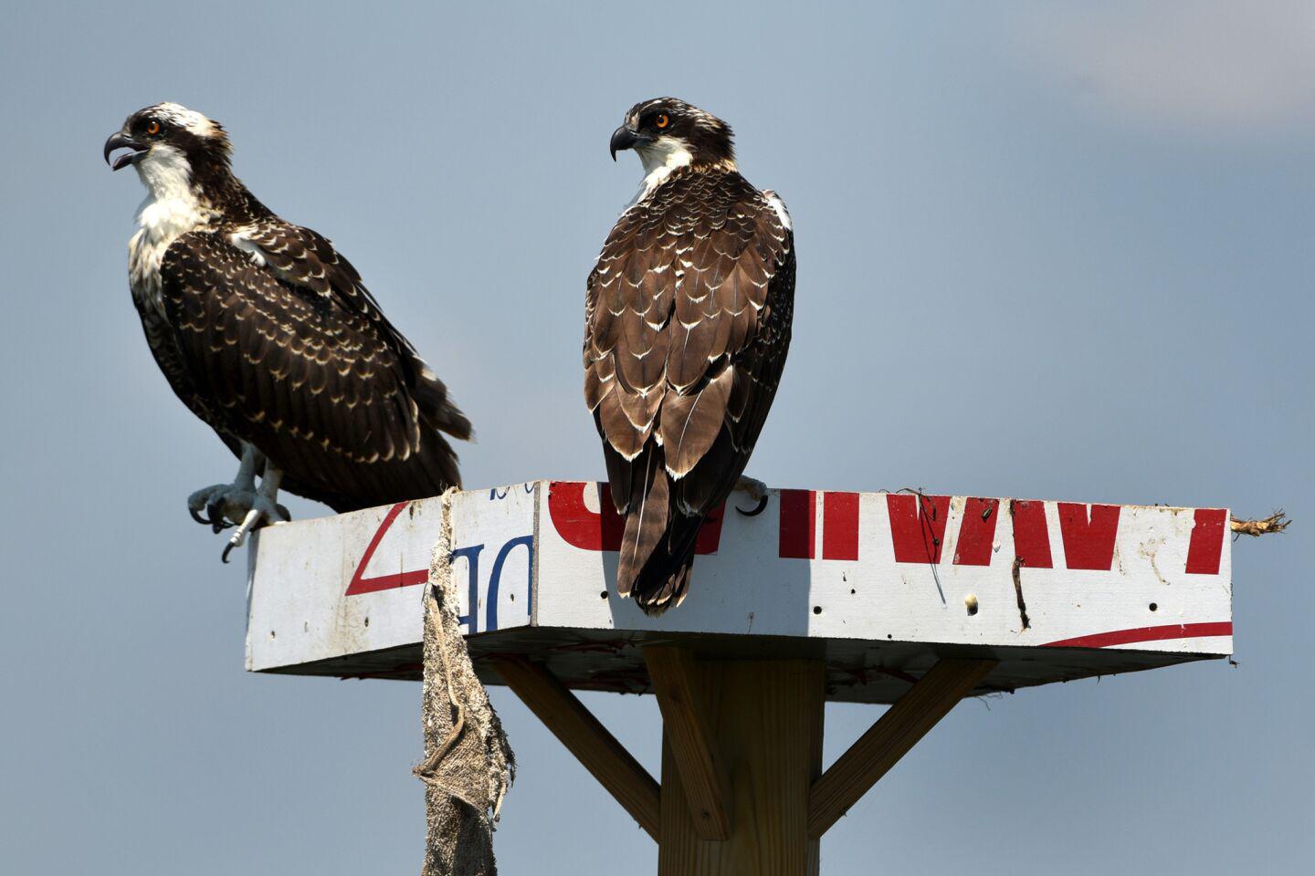 An osprey couple watch over their nest in Rock Hall Harbor